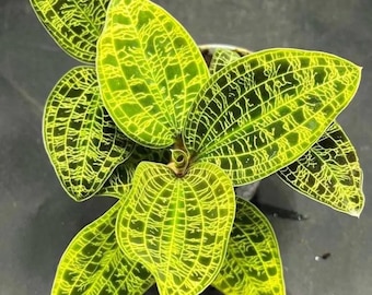 May include: A close-up of a plant with vibrant green leaves. The leaves have a striking pattern of yellow veins, creating a textured appearance. The plant is set against a dark background, highlighting its bright colors and intricate details.