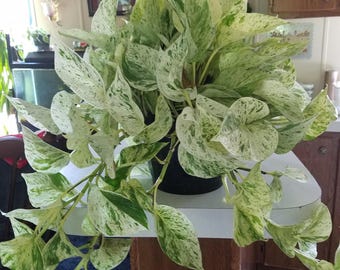 Marble queen pothos 4” potted plant (ALL plants require you to purchase ANY 2 plants!)