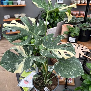 May include: A Monstera Thai Constellation plant in a plastic pot, featuring large, heart-shaped, fenestrated leaves with a distinct variegated pattern of dark green and creamy white speckles, spots, and patches throughout the foliage.
