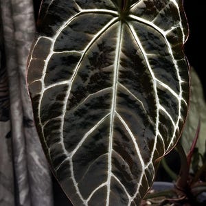 Anthurium Crystallinum Black - Etsy