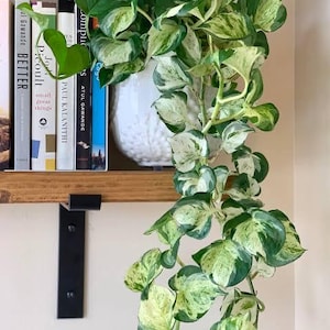 May include: A trailing pothos plant with variegated heart-shaped leaves in shades of dark green, light green, and cream. The plant is potted in a white ceramic container with a textured, bumpy surface, positioned on a wooden shelf next to books.