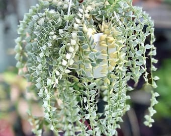 Variegated dischida ruscifolia million hearts starter plant (ALL plants require you to purchase ANY 2 plants!)