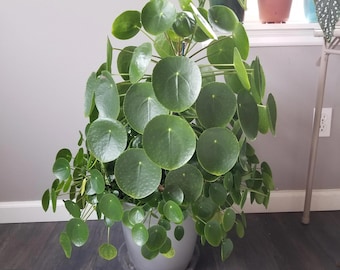 Pilea peperomioides Chinese money starter plant (ALL plants require you to purchase ANY 2 plants!)