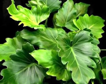 Philodendron Hope starter plant (ALL plants require you to purchase ANY 2 plants!)