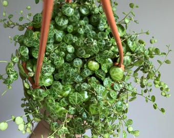 Focus prostrata string of turtles starter plant (ALL plants require you to purchase ANY 2 plants!)