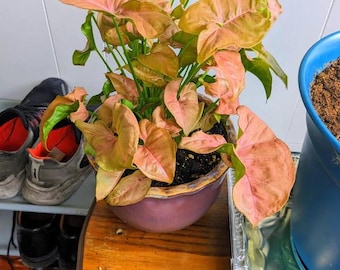 Syngonium pink coral starter plant (ALL plants require you to purchase ANY 2 plants)
