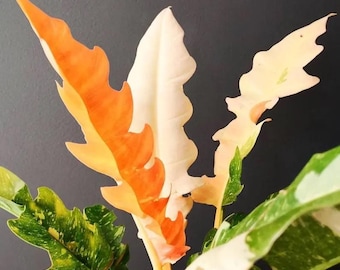 May include: Close-up of a plant with vibrant leaves. The leaves display a striking combination of colors, including bright orange, creamy white, and various shades of green. The leaf edges have a unique, wavy shape, adding to the plant's visual appeal.