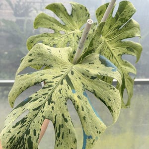 May include: A Monstera plant with large, deeply lobed leaves featuring variegated patterns of cream, light green, and dark green. The foliage displays distinct speckled and splashed coloration, supported by a thin, light-colored vertical support stake.