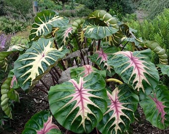 Colocasia escuelenta Waikiki starter plant (ALL plants require you to purchase ANY 2 plants!)