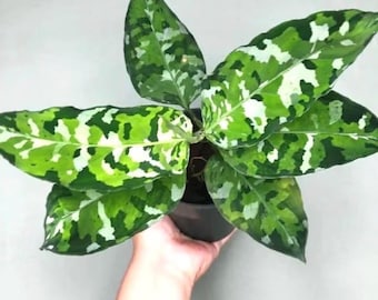 May include: A potted houseplant with large, variegated leaves. The leaves display a pattern of green and white, resembling camouflage. The plant is held in a black pot, and the background is a solid light gray.