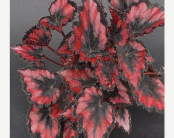 Begonia Rex Red Robin starter plant (ALL plants require you to purchase ANY 2 plants!)