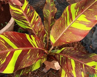 Siam ruby red banana tree starter plant (ALL plants require you to purchase ANY 2 plants!)