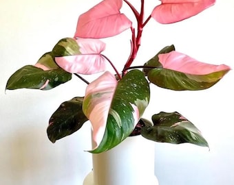 Philodendron Pink Princess PPP starter plant (ALL plants require you to purchase ANY 2 plants!)