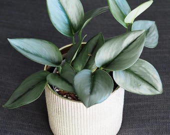 May include: A potted plant with heart-shaped, silvery-green leaves featuring a subtle sheen. The plant is housed in a cylindrical, off-white ceramic pot with a vertical ribbed texture and a thin gold-toned rim at the top edge of the container.