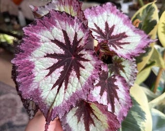 Begonia Rex Firewoman starter plant (ALL plants require you to purchase ANY 2 plants!)