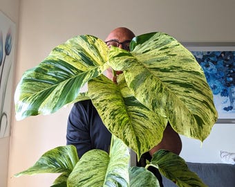 May include: A large variegated Monstera plant featuring broad, heart-shaped leaves with a striking pattern of deep green and creamy yellow splashes. The foliage is glossy and textured, displaying a high degree of variegation across the entire plant.