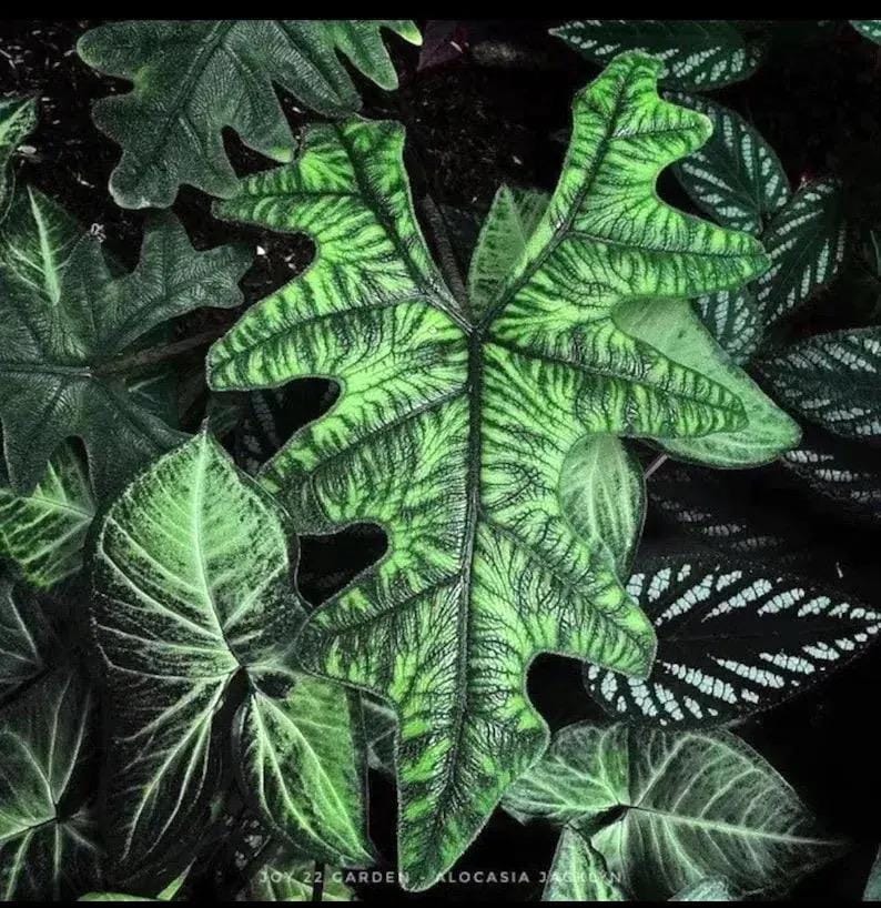 Peut inclure: Gros plan sur des feuilles d'Alocasia Jacklyn, pr&eacute;sentant une teinte verte vibrante avec des motifs de nervures vert fonc&eacute; complexes. Les feuilles ont une forme lob&eacute;e unique, cr&eacute;ant un contraste saisissant avec l'arri&egrave;re-plan plus sombre d'autres feuillages. L'image met en valeur la beaut&eacute; naturelle de la plante.