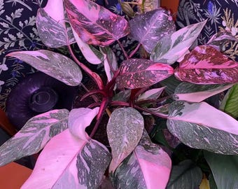 May include: A close-up of a Pink Princess Philodendron plant. The plant features large, heart-shaped leaves with a mix of pink, white, and green variegation. The stems are a deep red color, and the plant is potted in a dark container.