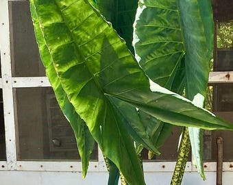 Alocasia Zebrina starter plant (ALL plants require you to purchase ANY 2 plants!)