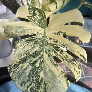 May include: A Monstera plant leaf featuring variegated patterns of creamy white and deep forest green. The large, heart-shaped leaf displays distinct fenestrations and a prominent central vein, with a mottled color distribution across the surface.
