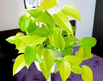 Yellow Neon pothos starter plant (ALL plants require you to purchase ANY 2 plants!)