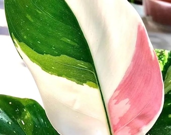 May include: Close-up of a large, variegated leaf with striking color variations. The leaf features sections of bright white, vibrant green, and soft pink. The plant is a Philodendron, a popular houseplant.