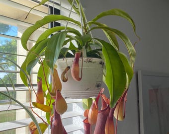 Nepenthes Alata starter plant (ALL plants require you to purchase ANY 2 plants!)