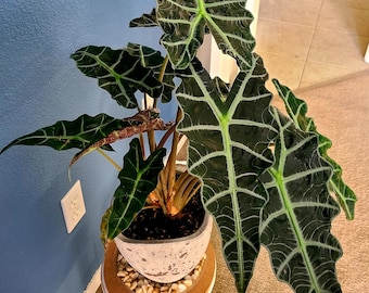 Plante de démarrage Alocasia Polly (TOUTES les plantes nécessitent l'achat de 2 plantes !)