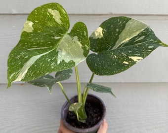 Monstera Thai Constellation 4" potted plant  (ALL plants require purchase of 2 plants)
