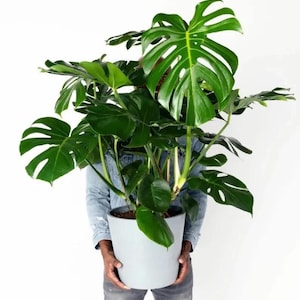 philodendron sidori Sodiroi Philodendron – Plant Detectives