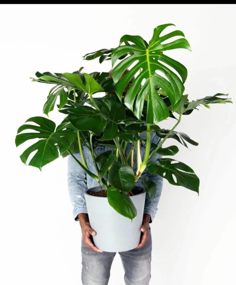 Pink Princess Monstera - Etsy