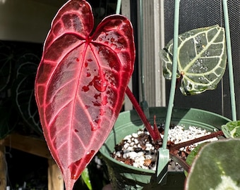 May include: A hanging plant in a green plastic pot with white perlite soil. The plant features a large, heart-shaped, deep red leaf with prominent veins and water droplets on its surface, alongside a smaller, dark green leaf with white veining.