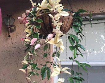May include: A hanging basket filled with a variety of plants. The basket is made of woven material and is suspended by a chain. The plants have green, pink, and cream-colored leaves. The leaves cascade down from the basket.