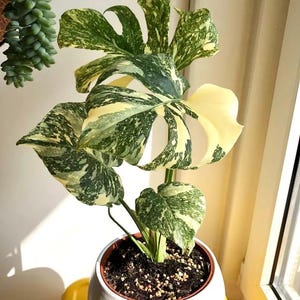 May include: A potted Monstera plant with large, variegated leaves in shades of green and cream. The plant is in a white ceramic pot filled with soil. The leaves have unique splits and patterns, adding visual interest. The plant sits on a yellow surface.