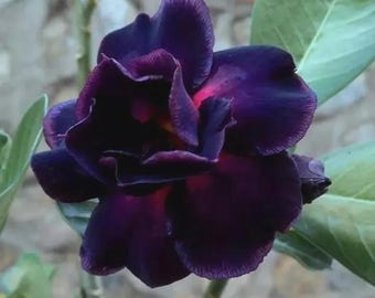 May include: Close-up of a dark purple flower with layered petals. The flower has a deep, almost black center with hints of pink and red. Green leaves are visible in the background, providing contrast to the flower's rich color.