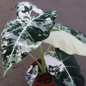 Alocasia Azlanii Variegated - Etsy