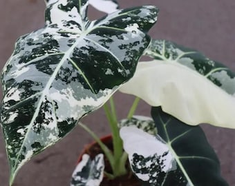 May include: A potted Alocasia plant with large, variegated leaves. The leaves display a striking pattern of dark green, white, and light green patches. The plant is in a small, terracotta-colored pot, showcasing a unique houseplant.