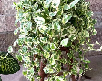 Pearls and jade pothos starter plant (ALL plants require you to purchase ANY 2 plants!)