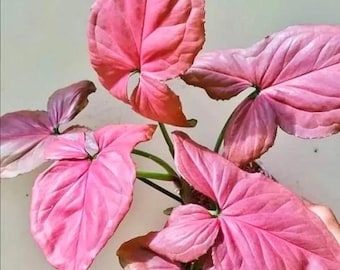May include: Close-up of a plant with large, heart-shaped leaves in shades of pink. The leaves have prominent veins and a textured surface. The plant's stems are green, and the overall appearance is vibrant and eye-catching.