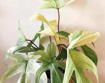 May include: A Philodendron Florida Ghost plant in a black plastic pot, featuring deeply lobed, arrow-shaped leaves that transition from creamy white to pale green and dark green, supported by thin, reddish-brown stems extending from the base.