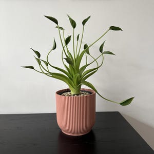 May include: A potted plant with long, slender, light green stems and small, pointed leaves extending outward. The plant is housed in a cylindrical, dusty pink planter featuring a vertical ribbed texture and a top layer of small white pebbles.