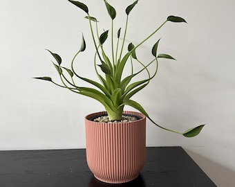 Scott Cohen Anthurium Antolakii (known as BVEP) X NSE Anthurium