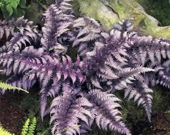 Japanese painted fern starter plant (ALL plants require you to purchase ANY 2 plants!)