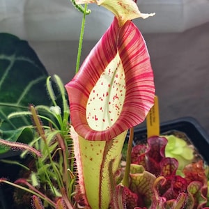May include: A Nepenthes pitcher plant featuring a tall, light green vessel with prominent red vertical stripes along the peristome and red speckles on the interior. The plant is surrounded by smaller carnivorous plants with red-tipped tentacles.