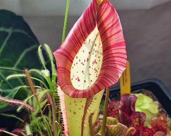 May include: A Nepenthes pitcher plant featuring a tall, light green vessel with prominent red vertical stripes along the peristome and red speckles on the interior. The plant is surrounded by smaller carnivorous plants with red-tipped tentacles.