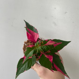 Alternanthera Ficoidea “Party Time” 3” potted plant, rare pink and green