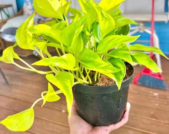 May include: A vibrant, neon green pothos plant in a black plastic pot. The plant has large, heart-shaped leaves with a bright, variegated pattern. The plant is held in a hand, with a wooden deck and blue wall in the background.