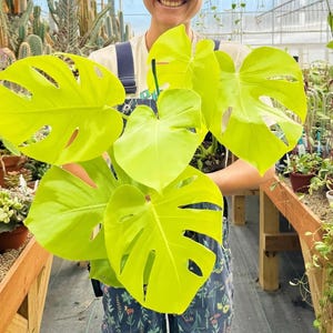 Lemon Lime Monstera - Etsy