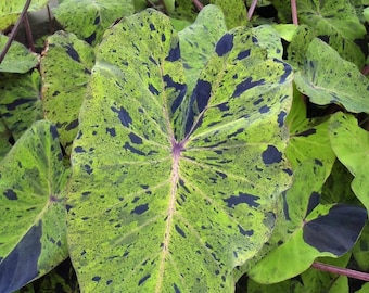 Plante de démarrage Colocasia escuelenta Mojito (TOUTES les plantes nécessitent l'achat de 2 plantes !)