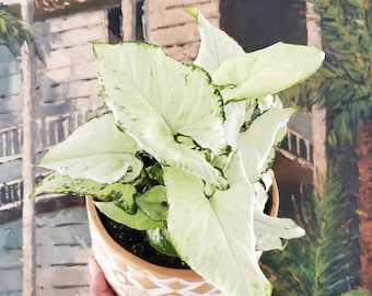 Syngonium Holly starter plant (ALL plants require you to purchase ANY 2 plants!)